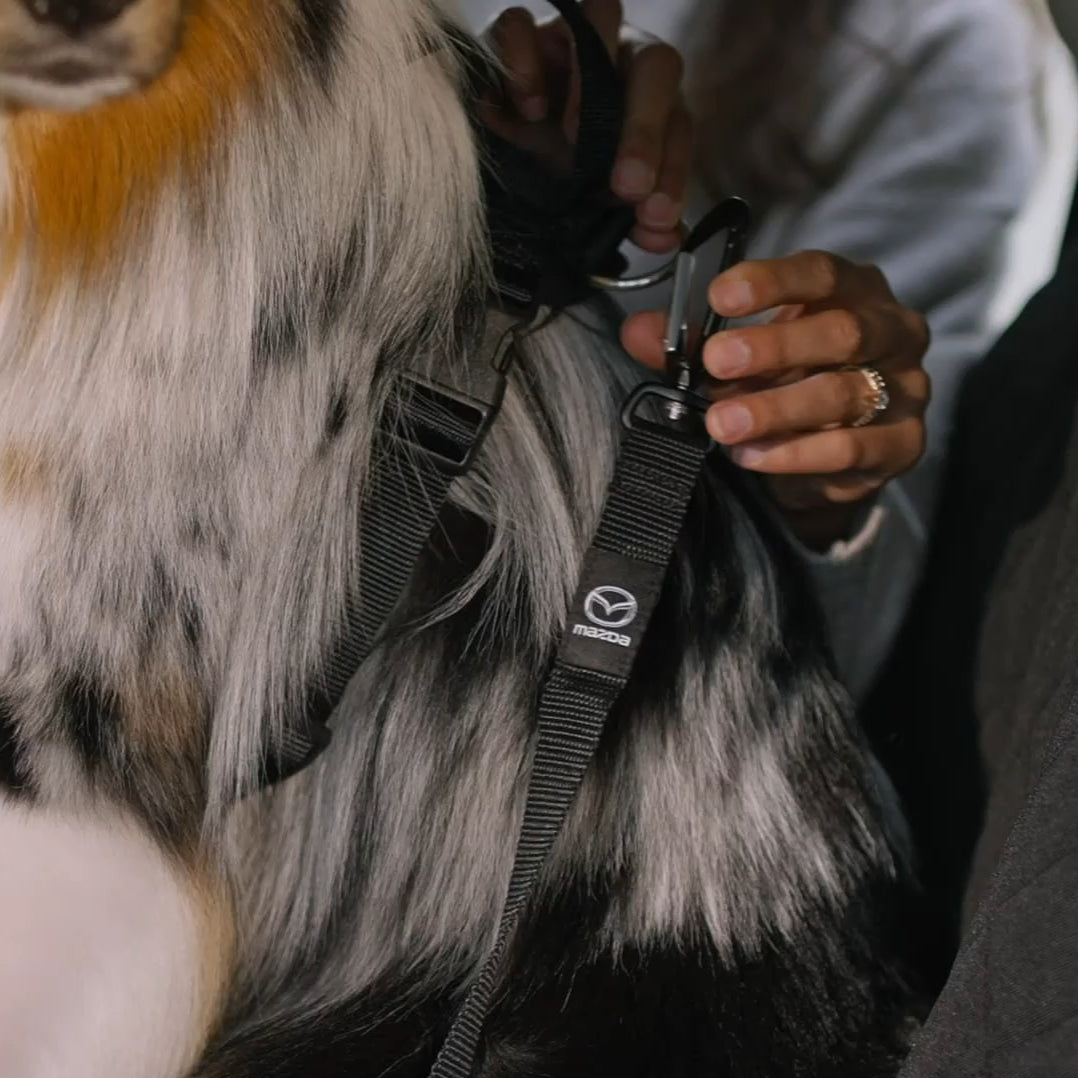 Ceinture de sécurité pour animal de compagnie | Mazda